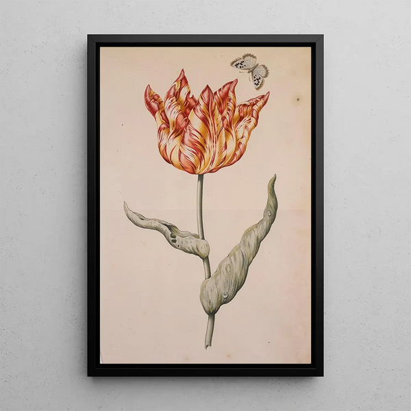 Reproduktion des Gemäldes Eine Tulpe mit einem Schmetterling - Holländische Schule