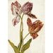 Reproduktion des Gemäldes Tulpen - Niederländische Schule