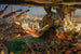 Stradivarius in seinem Atelier - Edgar Bundy — Ansicht des Kunstwerks