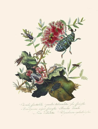 Edward Donovan - An epitome of the natural history of the insects of New Holland New Zealand Pl03.webp
