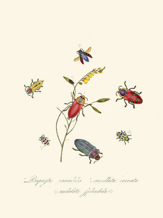 Edward Donovan - An epitome of the natural history of the insects of New Holland New Zealand Pl06.webp