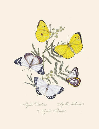 Edward Donovan - An epitome of the natural history of the insects of New Holland New Zealand Pl16.webp