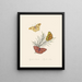 Ein Überblick über die Naturgeschichte der Insekten von Neu-Holland Neuseeland Pl22 - Edward Donovan — gerahmtes Bild an der Wand