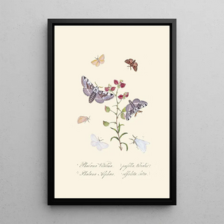 Edward Donovan - An epitome of the natural history of the insects of New Holland New Zealand Pl34.webp