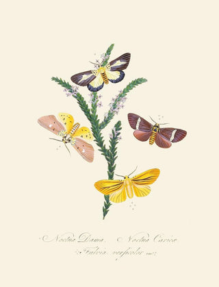 Edward Donovan - An epitome of the natural history of the insects of New Holland New Zealand Pl38.webp