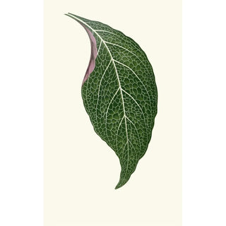 Edward Joseph Lowe - Adelaster Albivenis.webp