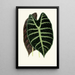 Reproduktion des Gemäldes Alocasia lowii - Edward Joseph Lowe