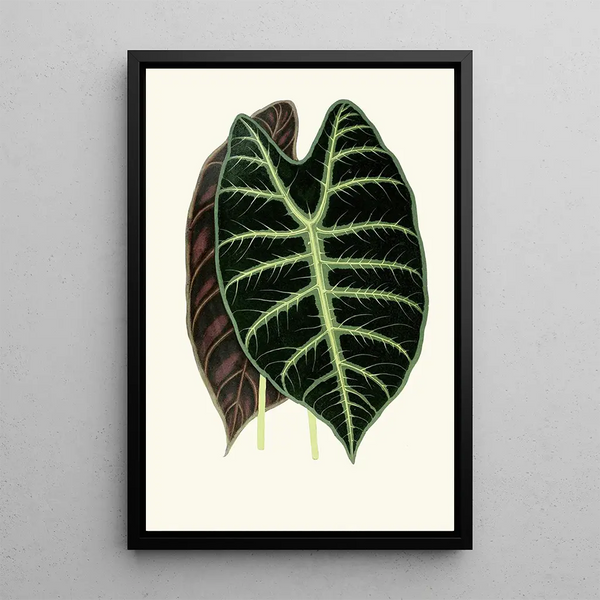Edward Joseph Lowe - Alocasia Lowii.webp