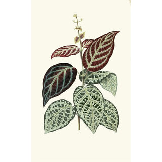 Edward Joseph Lowe - Bignonia ArgyroViolascens.webp