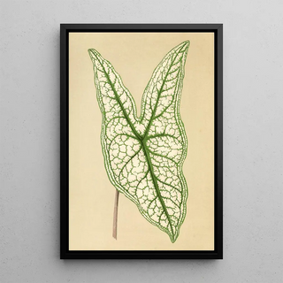 Edward Joseph Lowe - Caladium Belleymii.webp