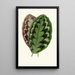 Calathea veitchiana - Edward Joseph Lowe — gerahmtes Bild an der Wand