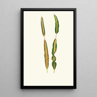 Edward Joseph Lowe - Codlaeum Interruptum.webp