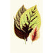 Reproduktion des Gemäldes Coleus Blumei - Edward Joseph Lowe
