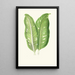 Dieffenbachia Baraquiniana - Edward Joseph Lowe — gerahmtes Bild an der Wand