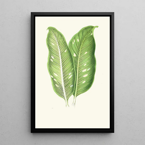 Dieffenbachia Baraquiniana - Edward Joseph Lowe — gerahmtes Bild an der Wand