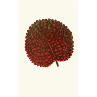 Edward Joseph Lowe - Gesneria Exoniensis.webp