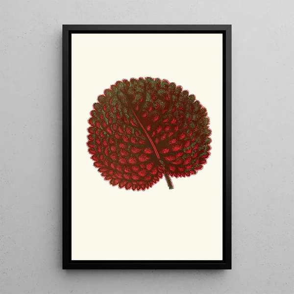 Gesneria Exoniensis - Edward Joseph Lowe — gerahmtes Bild an der Wand