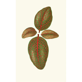 Edward Joseph Lowe - Gymnostachyum Verschaffeltti.webp