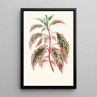 Edward Joseph Lowe - Hibiscus Cooperi.webp