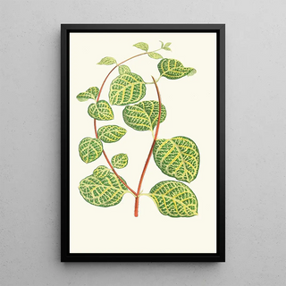 Edward Joseph Lowe - Lonicera Brachypoda.webp