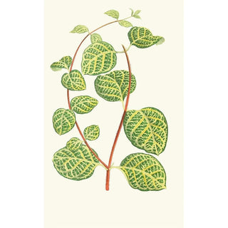 Edward Joseph Lowe - Lonicera Brachypoda.webp