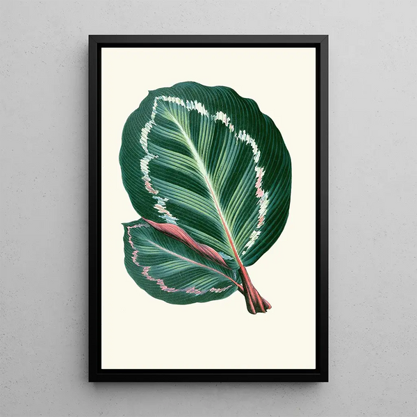 Maranta Illustris - Edward Joseph Lowe — gerahmtes Bild an der Wand