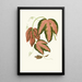 Reproduktion des Gemäldes Passiflora Trifasciata - Edward Joseph Lowe