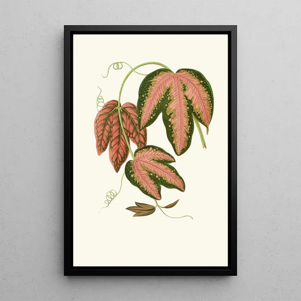 Reproduktion des Gemäldes Passiflora Trifasciata - Edward Joseph Lowe