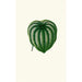 Peperomia Argyrea - Edward Joseph Lowe — Ansicht des Kunstwerks