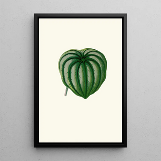 Edward Joseph Lowe - Peperomia Argyrea.webp