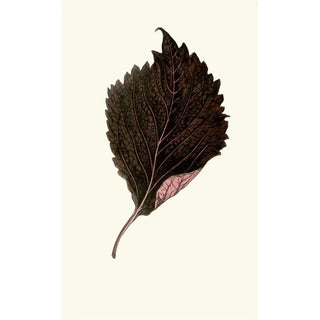Edward Joseph Lowe - Perilla Nankinensis.webp