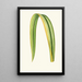 Reproduktion des Gemäldes Phormium Tenax - Edward Joseph Lowe