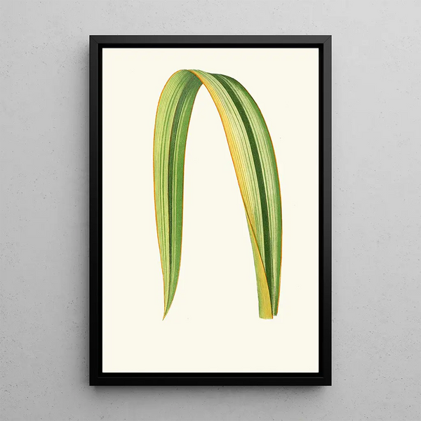 Reproduktion des Gemäldes Phormium Tenax - Edward Joseph Lowe
