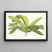 Rhapis flabelliformis - Edward Joseph Lowe — gerahmtes Bild an der Wand