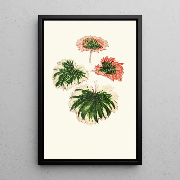 Reproduktion des Gemäldes Saxifraga Fortunei - Edward Joseph Lowe