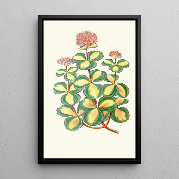 Reproduktion des Gemäldes Sedum Sieboldii - Edward Joseph Lowe