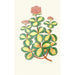 Reproduktion des Gemäldes Sedum Sieboldii - Edward Joseph Lowe