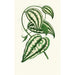 Smilax Macrophylla - Edward Joseph Lowe — Ansicht des Kunstwerks