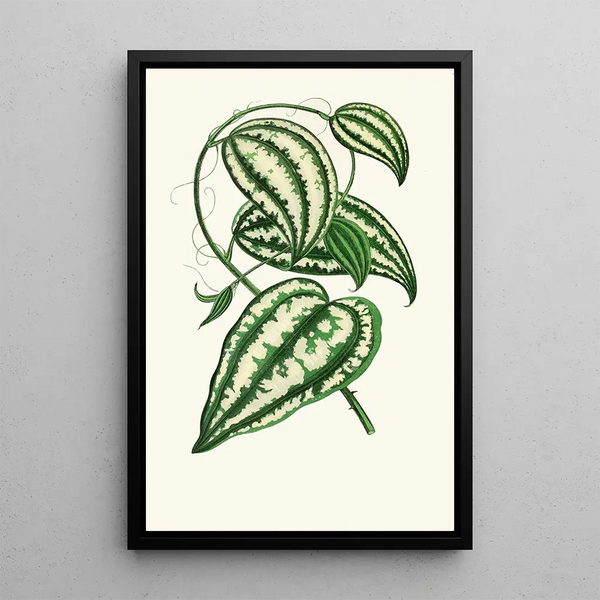 Smilax Macrophylla - Edward Joseph Lowe — gerahmtes Bild an der Wand