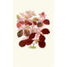 Telanthera Ficoidea - Edward Joseph Lowe — Ansicht des Kunstwerks