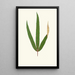 Terminalia Elegans - Edward Joseph Lowe — gerahmtes Bild an der Wand