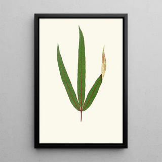 Edward Joseph Lowe - Terminalia Elegans.webp