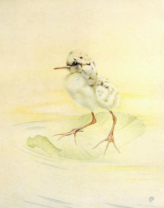 Edward Julius Detmold - The Redshank.webp
