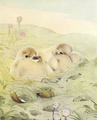 Edward Julius Detmold - The Skua.webp