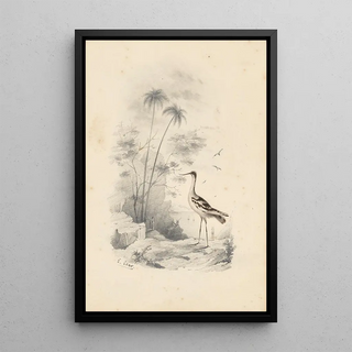 Edward Lear - An avocet.webp