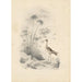 Reproduktion des Gemäldes Eine Flussuferläufer - Edward Lear