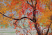 Blätter des Herbstes - Edward Okuń — Ansicht des Kunstwerks