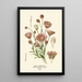 Immortelle annuelle - Edward Step — gerahmtes Bild an der Wand