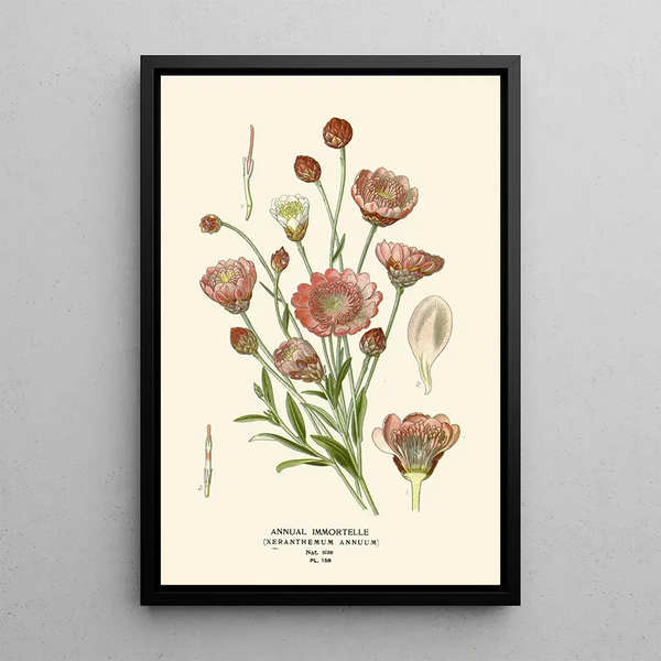 Immortelle annuelle - Edward Step — gerahmtes Bild an der Wand