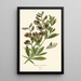 Reproduktion des Gemäldes Baptisia australis - Edward Step